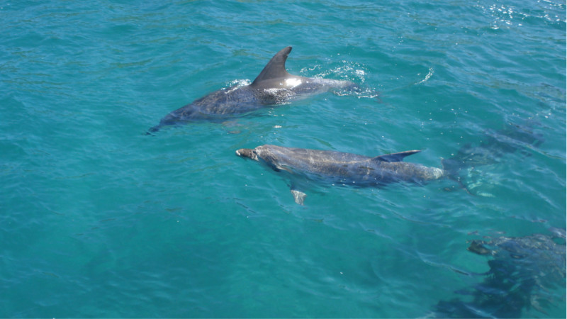 Join Gulf Eco Adventures for an unforgettable journey to the treasured island of Hauturu Little Barrier!